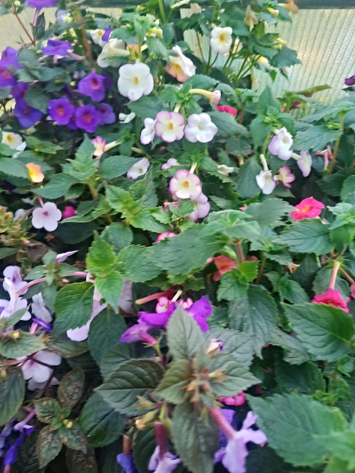 IMG-20240922-WA0008