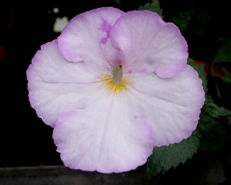 DSC05060
